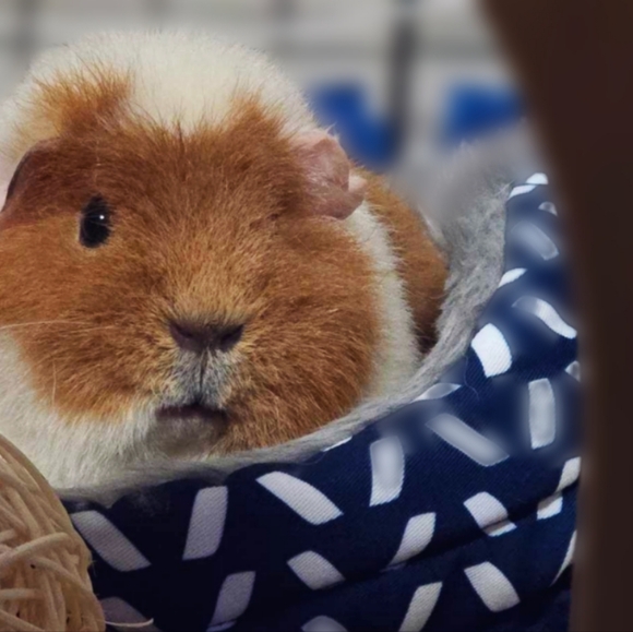 Meet your Posher, Chloe - Picture 4 of 14